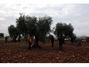 Kilis’tde Zeytin Hasadı Tamamlandı