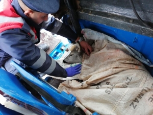 Yavru Karaca’ya Jandarma Sahip Çıktı