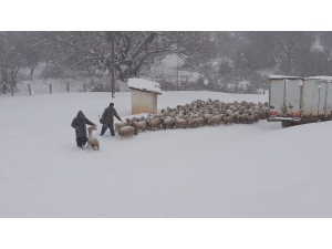 Manisa’da 200 Koyun Yaylada Mahsur Kaldı