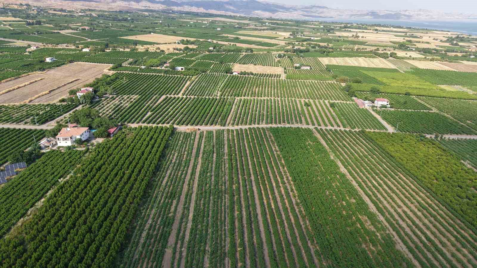elazig-da-erkenci-uzum-hasadi-basladi