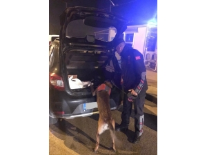 Ordu’da Jandarma 221 Aranan Şahsı Yakaladı