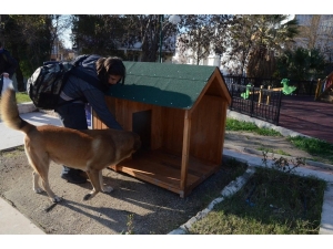 Kuşadası Belediyesi Yeni Yılda Sokak Hayvanlarını Unutmadı