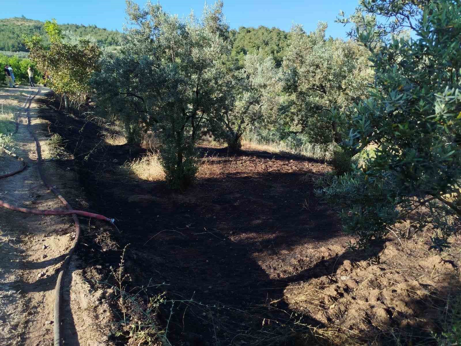 bilecik-te-zeytin-tarlasinda-cikan-yangin-korkuttu