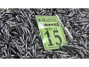 Hamsi Rusya Ve Gürcistan’a Kaçtı, Vatandaşlar Buzhane Balığı Tüketiyor