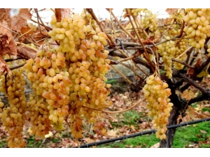 İstanbul’un Aralık Ayı Zam Şampiyonu Yaş Üzüm Oldu