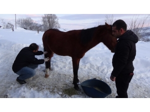 Ölüme Terk Edilen Atları Jandarma Kurtardı