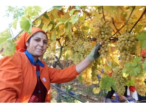 Limanı Ve Ülke Sınırı Olmayan Alaşehir’den 550 Milyon Dolarlık İhracat