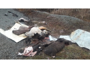 Domuzları Parçalayarak, Derilerini Yol Kenarına Bırakan Şahıslar İçin İnceleme Başlatıldı