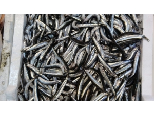 Beklenen Hamsi Gürcistan’dan Geldi