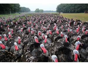 Polonya’da Kuş Gribi Nedeniyle 25 Bin Hindi Telef Oldu