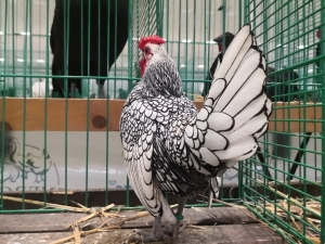 Tavuklar Ankara’da Podyuma Çıkacak