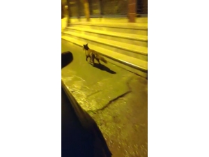 Aç Kalan Tilki Pendik’e İndi