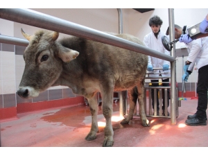 Veteriner Hekim Adayları Deney Ve Uygulamalarla Mesleğe Hazırlanıyor