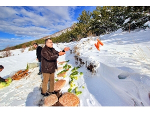 Sokak Hayvanları İçin Doğaya Yem Bırakıldı