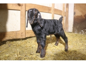 Bu Oğlak Adeta Bir Bebek Gibi Anne Diyor