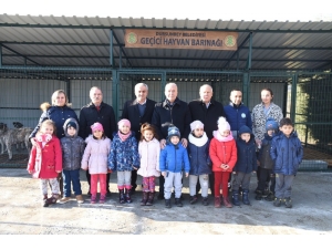 Dursunbey’de Başı Boş Hayvanlar Islah Edilecek