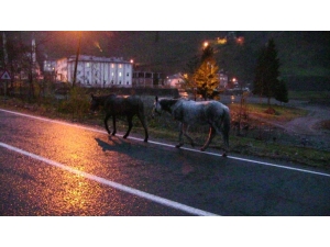 Gürcistan Sınırını Geçen Atların Durumu İçler Acısı