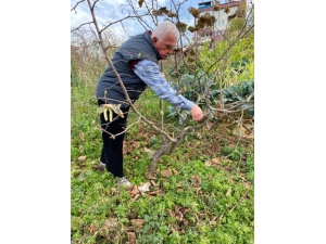 Türkiye’de Tek Aşırı Gövdeli Fındık Bahçesinde Budama Yapıldı