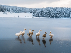 Akdağ Beyaz Gelinliği Giydi