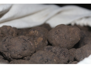 Trüf Mantarı Son Kez İhaleye Çıkarıldı