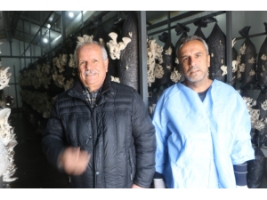 Arkadaşının Tavsiyesi İle Mantar Tesisi Kurdu