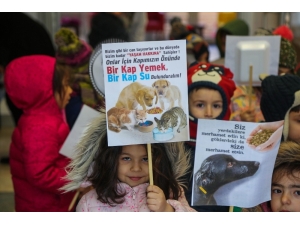 Kediler Üşümesin Diye Yuva Yaptılar