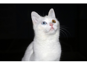 Her Aileye Bir Van Kedisi