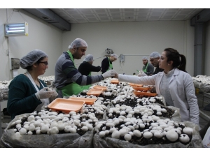 Engelli Öğrenciler Mantar Üretimine Başladı, Hedef Yılda 1,5 Ton