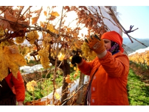 Manisa’da Ocak Ayında Üzüm Hasadı