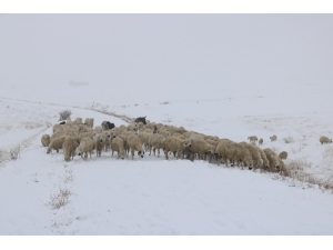 Sivas’ta Çobanların Zorlu Kış Mesaisi