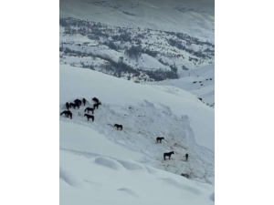 Hakkari Valiliği Sahipsiz Atlara Sahip Çıktı