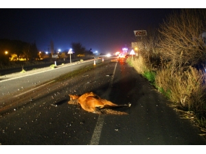 Başıboş Atlar, Sürücülerin Korkulu Rüyası Haline Geldi