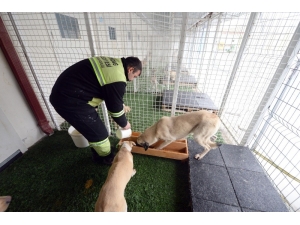 99 Can Dostu Sahiplendirildi