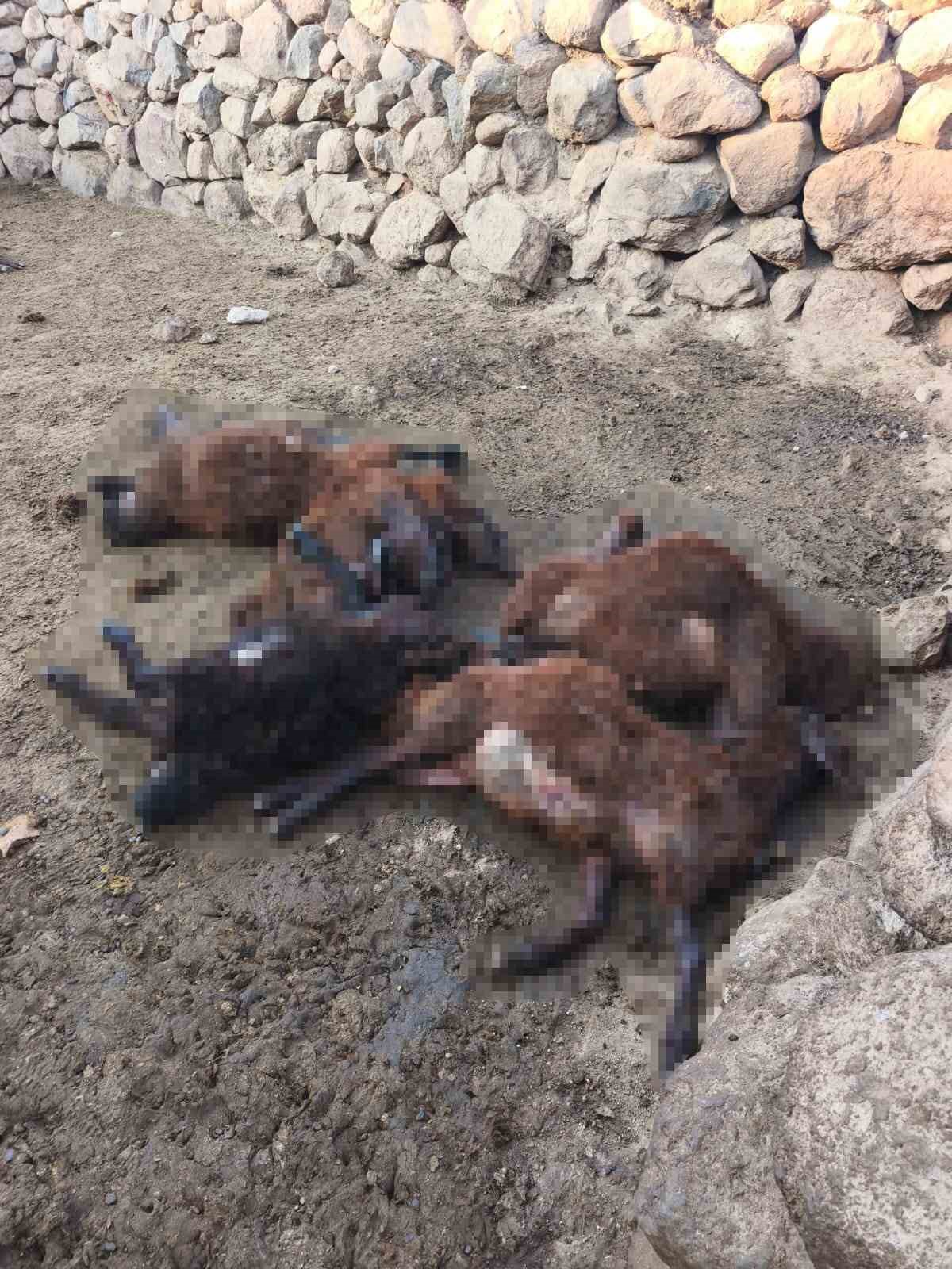 malazgirt-te-ac-kurtlar-suruye-saldirdi-20-koyun-telef-oldu