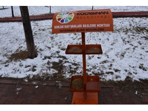 Kocasinan Belediyesi, Sokak Ve Yaban Hayvanlarını Unutmadı