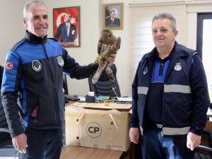 Yaralı Şahine Anında Müdahale