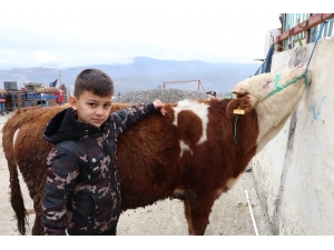 ’Ay-yıldızlı’ Boğa