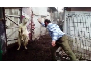 Keçi İle Çobanın Dostluğu Yürekleri Isıtıyor