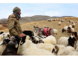 Kış Ortasında Merada Hayvan Otlatma Sevinci
