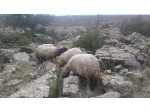 Kaybolan 8 Koyunu Jandarma Buldu