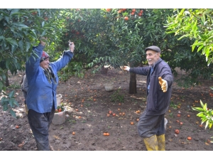 Narenciyenin Başkentinde Güle Oynaya Hasat