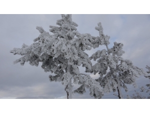 Ardahan Buz Kesti, Göle İlçesi Eksi 27 Dereceyi Gördü