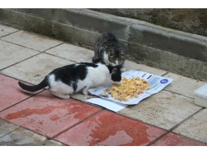 Mahallenin Kedileri Ona Emanet