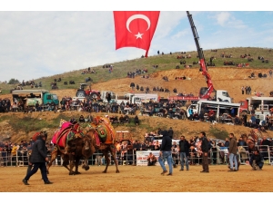 Ödemiş’te Deve Güreşi Heyecanı