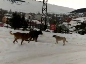 Sarıkamış’ta Boz Ayının Köpeklerle İmtihanı