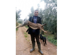 Kanguru Gibi Tavşan