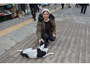 Soğuk Kış Aylarında Sokak Köpeklerine Destek Oluyor