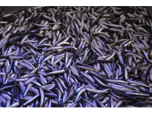 Hamsi Gürcistan’dan Geldi, Fiyatı 10 Tl’ye Düştü