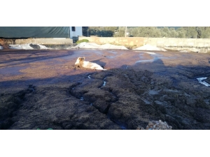 Bataklıkta Mahsur Kalan İnek İçin Seferber Oldular