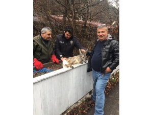 Yaralı Yavru Karaca Tedavi Altına Alındı